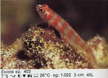 Eviota sp